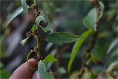 Pouzolzia auriculata